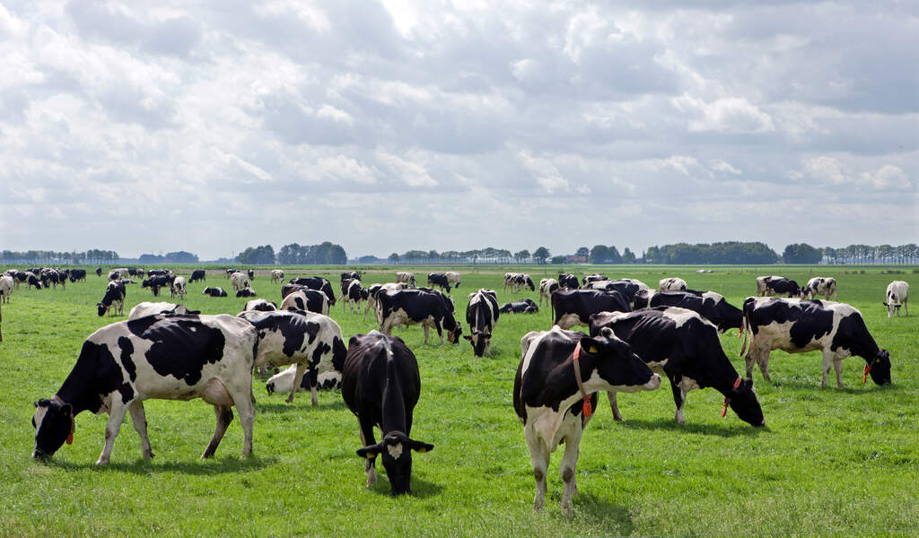 Vacas no pasto indicando como fazer vaca aumentar o leite