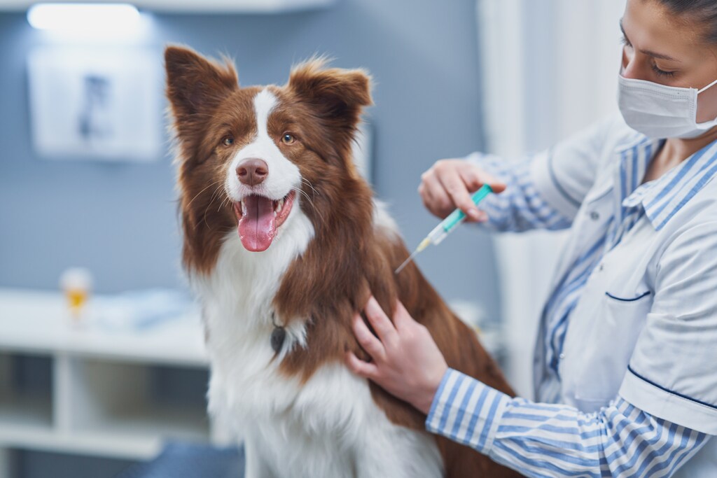 cachorro mesclado levando vacina v10 em consultorio veterinario