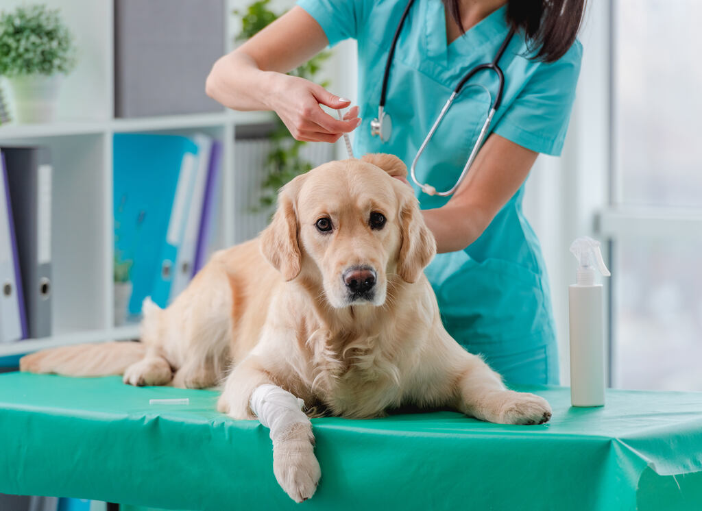 cachorro da raça golden recebendo vacina v10 em consultório veterinário