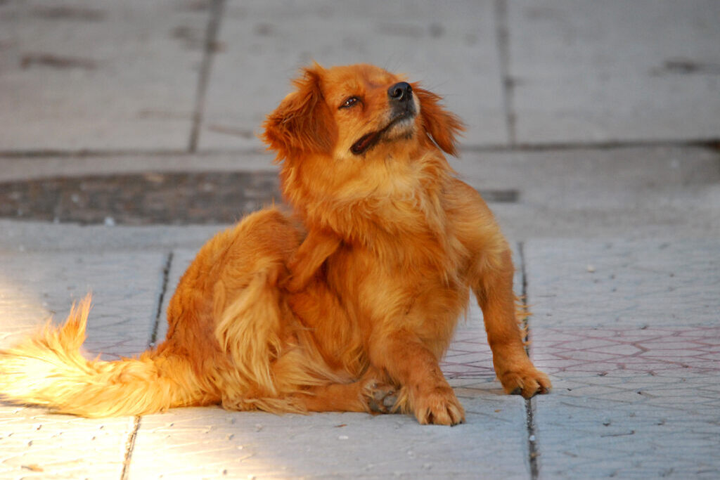 pet com pulga representando como acabar com pulgas