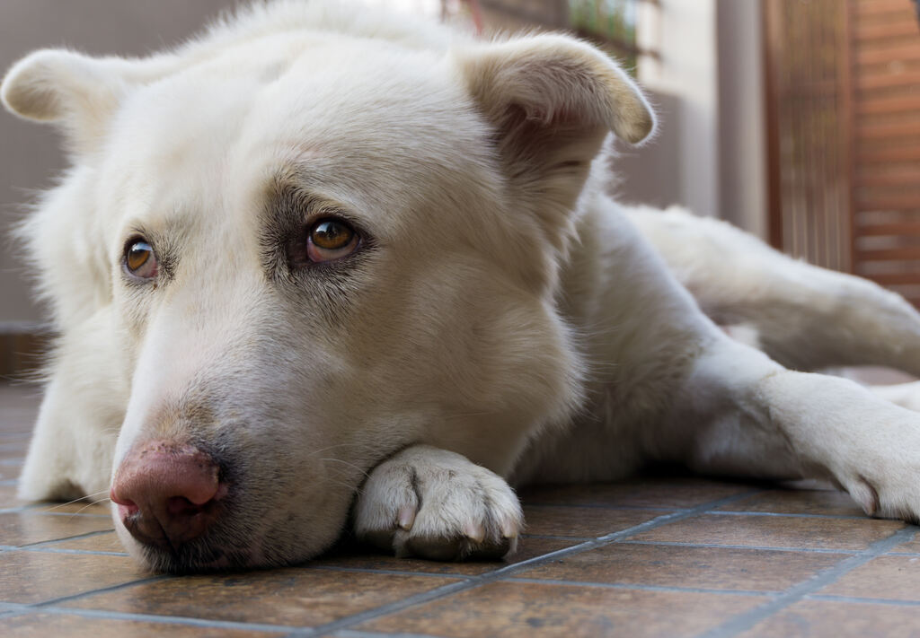 pet com dor representando como saber se o cachorro está com dor