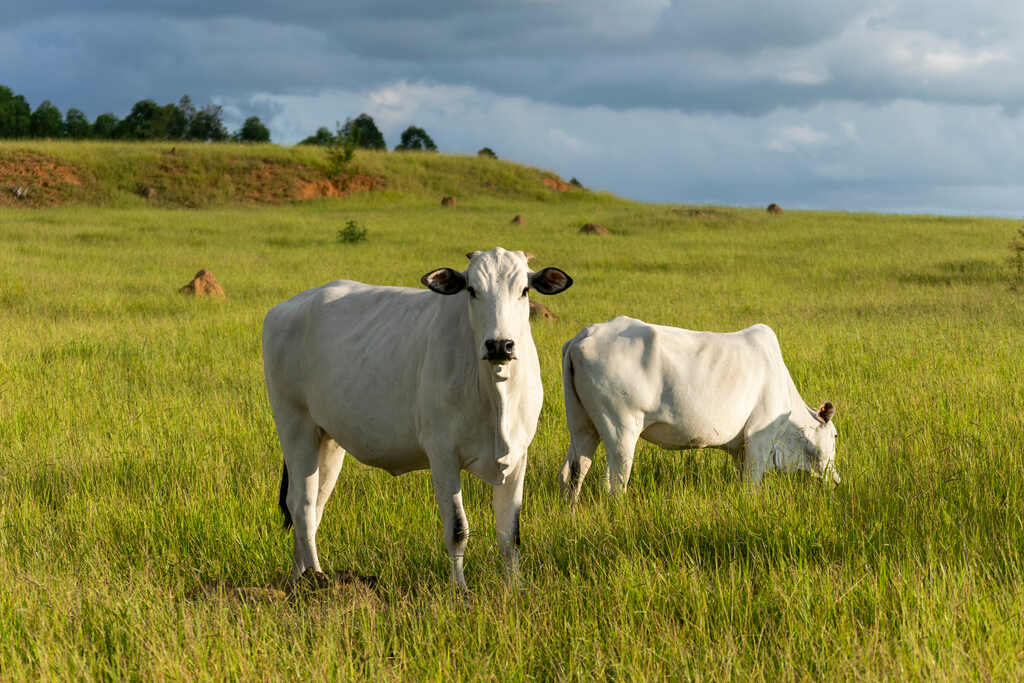 Gado que vai passar pelo manejo reprodutivo de bovinos