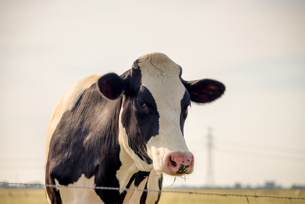 Vaca que vai passar pelo manejo reprodutivo de bovinos