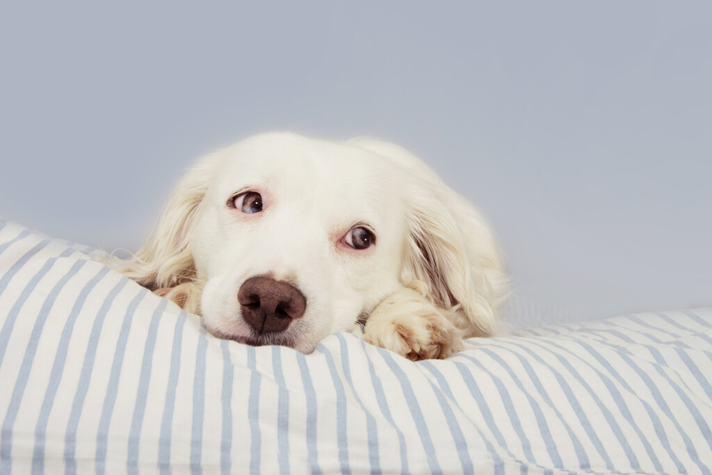 Cachorro com doenças caninas