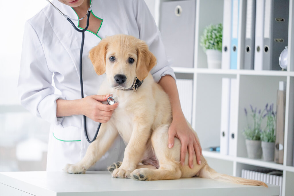 Veterinário examinando cachorro com doenças caninas