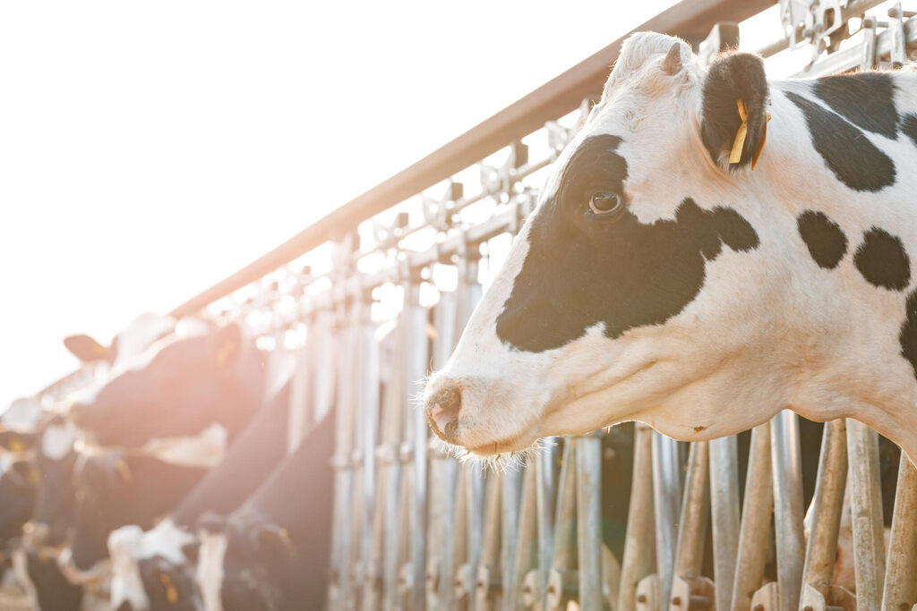 Vaca preparada para se alimentar representando a alimentação de vaca leiteira