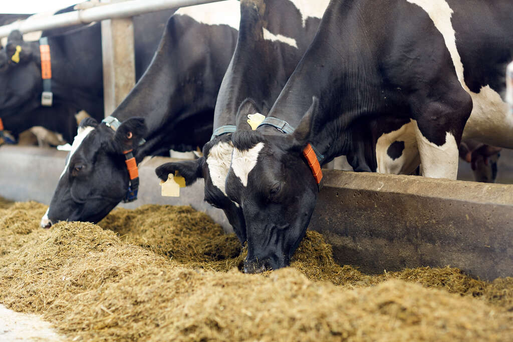 Vacas se alimentando para representar a alimentação de vaca leiteira