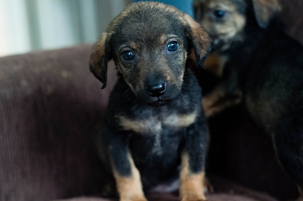 Cachorro com hepatite infecciosa canina