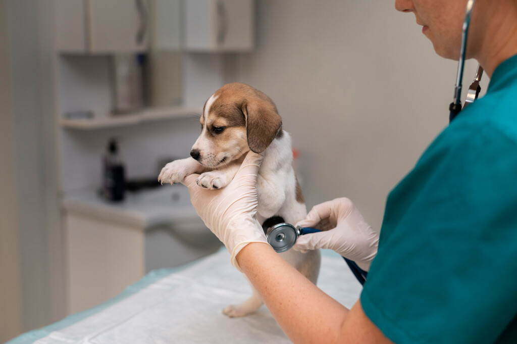 Cachorrinho tratando a hepatite infecciosa canina