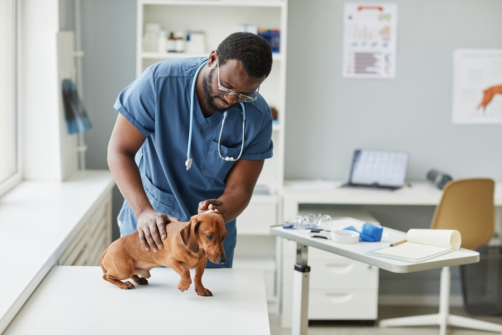 Veterinário examinando cachorro com leptospirose em cachorro